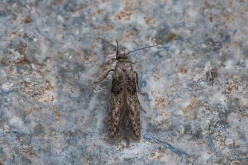 Blastobasis sp.